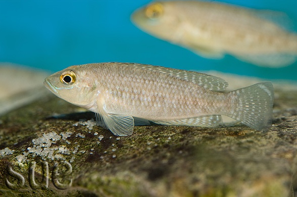 Lamprologus callipterus